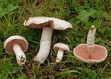 2018 Wiesen-Champignon