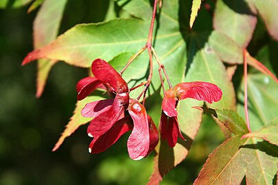 Acer palmatum 'Osakazuki'