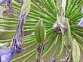 Agapanthus africanus