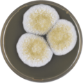 Aspergillus avenaceus growing on MEAOX plate