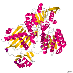 ATP-Citrat-Lyase