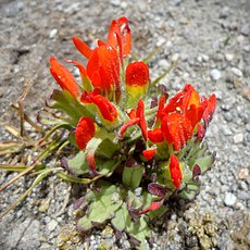 Orobanchaceae (Lamiales)