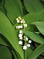 Convallaria majalis