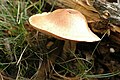 !Cortinarius rigens!