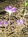 Crocus goulimyi