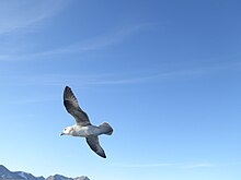 Eissturmvogel am Eingang zum Kongsfjord, Spitzbergen.