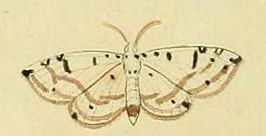 Eloria diaphana