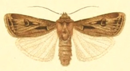 Agrotis spinifera