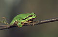 Ağaç kurbağası (Hyla arborea)