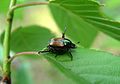 Japanese Beetle