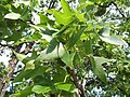 Liquidambar styraciflua leaves