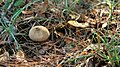 Lycoperdon umbrinum