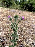 Nickende Distel (Carduus nutans) trotzt der Trockenheit am Nordhang