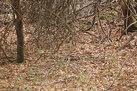 Natural ground cover with Tanoak and Bay leaves with poison oak