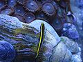 A neon goby from the Western Atlantic.