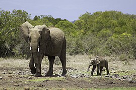 Afrikanischer Elefant mit Jungtier