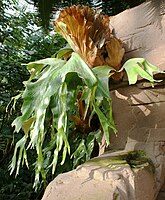 Geweihfarn Platycerium stemaria mit einer Krone aus abgestorbenen Nischenwedeln