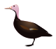 Pink-headed Duck