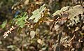 Rubus clinocephalus