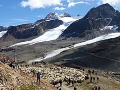 Schaftrieb auf dem Hochjoch (2018)