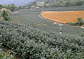 Teeanpflanzung in Pinglin