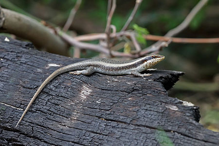 Trachylepis striata, by Muhammad Mahdi Karim (edited by Papa Lima Whiskey)