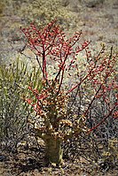 Inflorescences are borne in late spring to mid-summer just as the plant sheds its leaves.