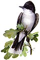 Schieferrücken-Königstyrann (Tyrannus tyrannus) in The Second Book of Birds, 1901