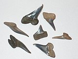 Teeth of Xiphodolamia. a mackerel shark, London Clay