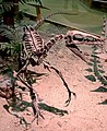 "Zuni coelurosaur"