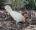 "Mr Albines", a male Australian brushturkey (albino) in Noosa, Queensland, Australia