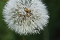 Detailaufnahme einer reifen Löwenzahnpflanze ("Pusteblume")