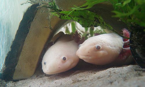 Lösistik aksolotllar (Ambystoma mexicanum)