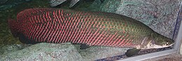 Arapaima (Arapaima gigas)