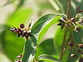 Asclepias purpurascens