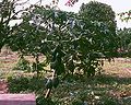 Papaya (Carica papaya)