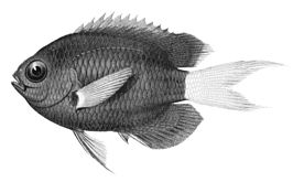 Chromis leucura