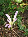 Colchicum montanum