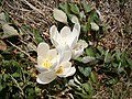 Colchicum speciosum 'Album'