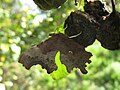 Polygonia c-album Comma (butterfly)