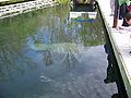 Manatee in De Leon Springs State Park