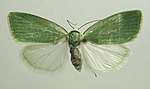 Earias clorana – Specimen