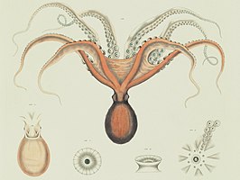 Enteroctopus megalocyathus