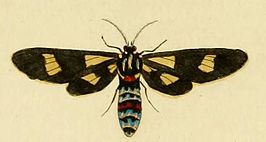 Euchromia guineensis