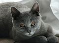 Chartreux