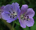 Geranium pratense