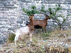 Dhitë në Gjirokastër