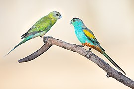 Golden-shouldered Parrot 0A2A7450