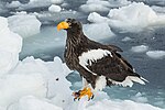 A Steller's sea eagle on snow and ice