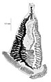 Heteromicrocotyloides megaspinosus, a polyopisthocotylean monogenean